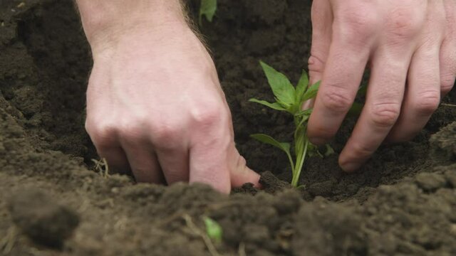 Close-up of the hand of a Caucasian white man straightening and planting seedlings of balgar pepper in the black earth. Smooth camrera movement high dynamic range
