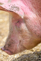 Portrait of a pig - 437198997