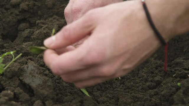 Close-up of the hand of a Caucasian white man straightening and planting seedlings of balgar pepper in the black earth. Smooth camrera movement high dynamic range