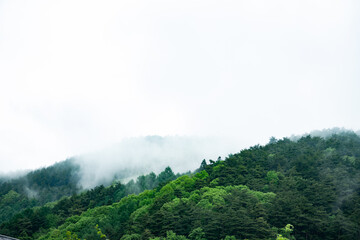 霧の森