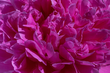 close up of purple peony flower