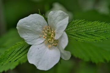 Rainy day nature outdoor
