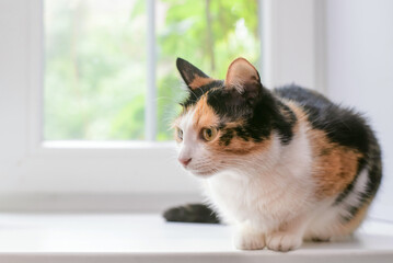 Tricolor cat sitting on the windowsill