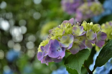 紫陽花アジサイ
梅雨の合間に綺麗に咲いています。
