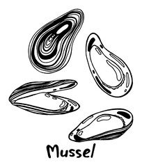 Open and closed mussel's shells with meat. Hand drawn isolated illustration set with the inscription on a white background