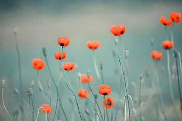 Delicate scarlet flowers of poppies on a green meadow. Soft selective focus. artistic photo.
