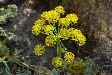 mountain flowered fennel plant