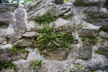 Vintage garden design and landscaping: Tender young fern growing out of a quarry stones garden wall