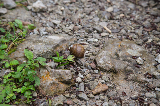Land snail with snail shell creeping over the gravel, nature and species protection
