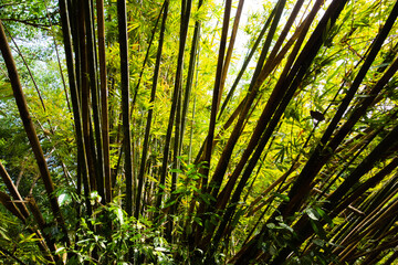 Fototapeta na wymiar dark green bamboo poles with green leaves in the background