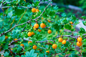 Yellow gooseberry berries on a Sunny day. The concept of organic vegetarian food.