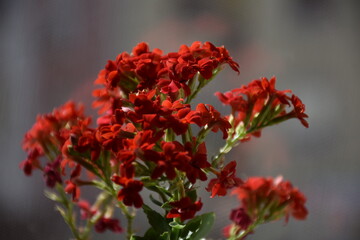 close up of red Kalanchoe flower