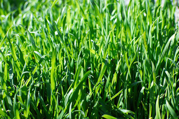 Natural Fresh green grass background close up