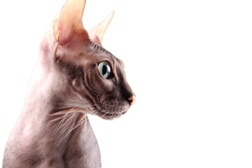 Close-up of a naked Sphinx with green eyes looking away.A funny bald kitten sits in profile, looking with interest at the white background of the Copyspace.