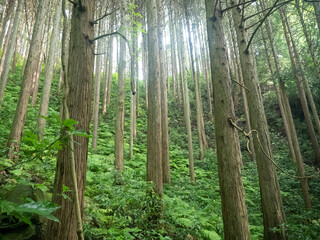 新緑の快適な森林