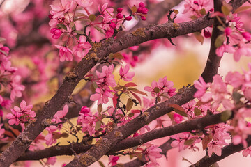 Beautiful pink apple flowers on a branch under the sunlight, spring blossom. Blurred background. Selective focus