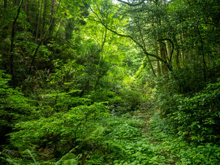 新緑の快適な渓谷
