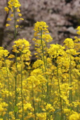 愛媛県フラワーパーク大洲　菜の花と桜
