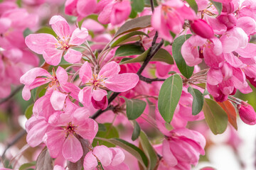 Naklejka na ściany i meble Fresh pink flowers of a blossoming apple tree with blured background