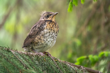 A fieldfare chick, Turdus pilaris, has left the nest and is sitting on a branch. A chick of...