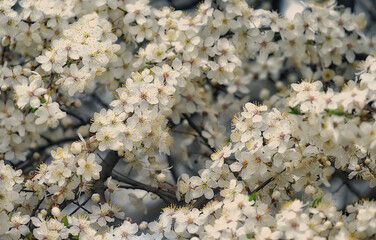 branches with white delicate spring flowers of fruit tree. Cherry flowering. Delicate artistic photo. selective focus.

