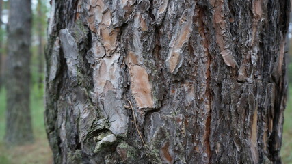 Bark