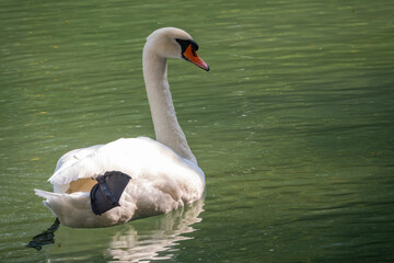 A graceful white swan swimming on a lake with dark green water. The white swan is reflected in the water