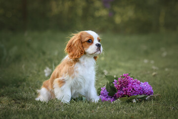 dog in flowers, lilac bushes. Portrait of a cavalier king charles spaniel with flowers
