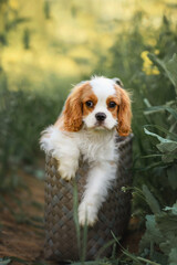 puppy dog cavalier king charles spaniel sits to the bag on the road in the field