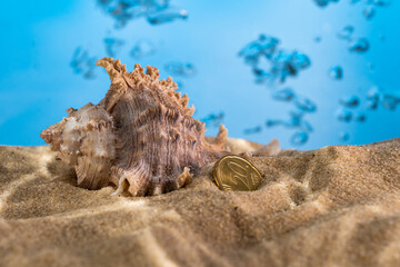 coin seashells on the bottom of the sea on the sand under the rays of the sun