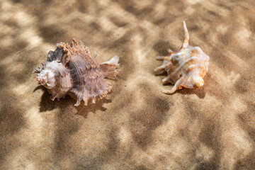 seashells on the bottom of the sea on the sand under the rays of the sun