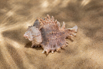 Fototapeta na wymiar seashells on the bottom of the sea on the sand under the rays of the sun