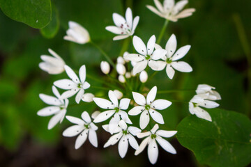 white flowers
