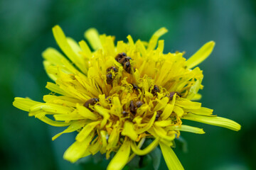 bugs on dandelion