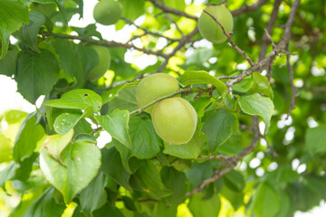 青梅の実がなったところ（日本、東京、5月、春）