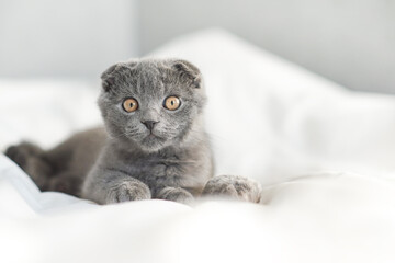 Little grey scottish kitty lies on the white bed and look at the camera, close up portrait