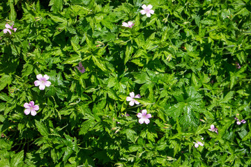 flowers in the garden