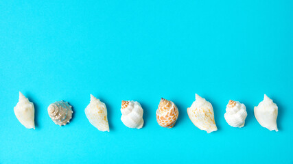 Exotic sea shells on a blue background with copy space