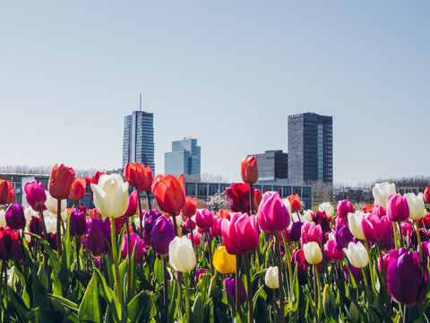 Corporate office buildings in Almere city center with tulips on the foreground. Flevoland, The Netherlands.
