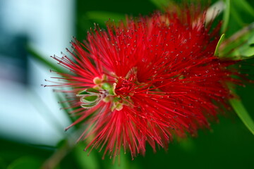Blüte eines Karminroten Zylinderputzers
