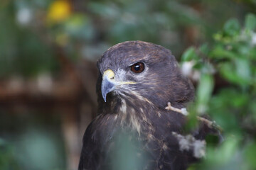 Buzzard, falcon, hawk or eagle sitting on a tree trunk preparing its hunt as bird of prey in a national park or wood with a sharp beak as close up infront of a blurred background