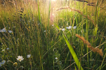 spring meadow at sunset