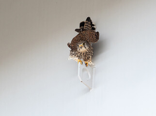 チョウゲンボウ