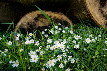 grass and flowers