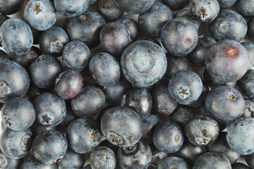 Full screen of juicy blueberries. Shiny wild berries
