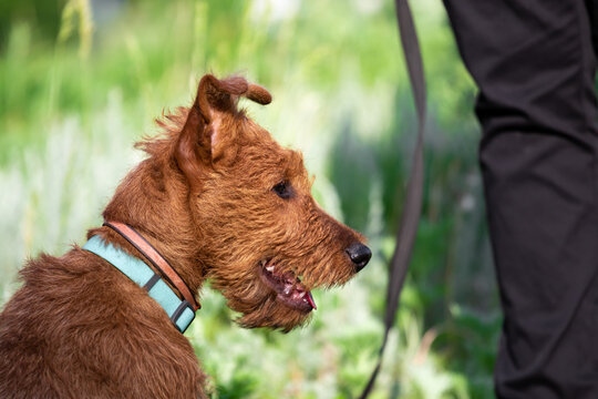 A red-haired Irish terrier dog on a walk with a man in a park on a leash next to his leg in black pants. A three-month-old puppy against a green grass in a blue modern collar. A young pet.