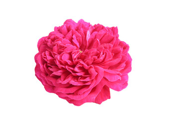 Pink rose head isolated on white background
