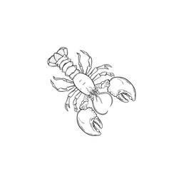 shrimp line art, icon logo lobster on white background