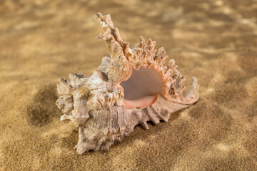 seashell on the sand as if under water