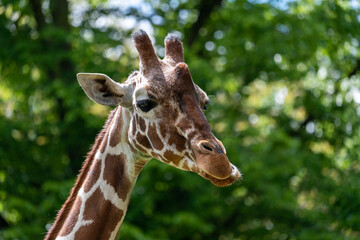 Giraffe (Giraffa camelopardalis) in zoo
